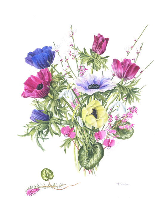 Bouquet d'Anémones de Caen aquarelle botanique